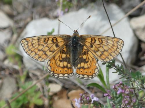Réf. 301 653 : Euphydryas aurinia